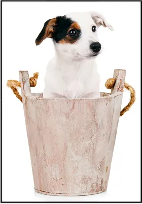 Produktbild von Wallario Wandbild Hunde-Welpe Jack Russel Terrier in einem Holzeimer, Größe: 70,30 x 100,30 cm, Poster mit schwarzem Aluminiumrahmen
