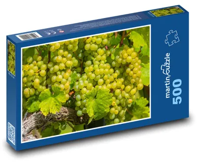 Zdjęcie produktu dla Puzzle 500 Winogrona - winorośl, owoce - martinpuzzle