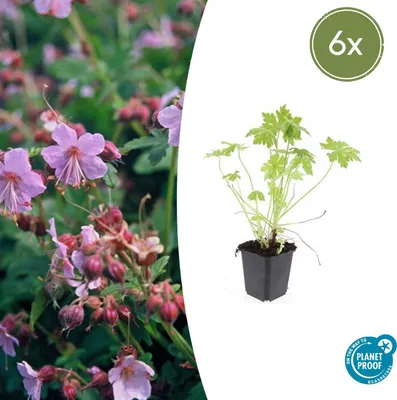 Obrázek produktu pro Půdopokryvné rostliny - Geranium macrorrhizum - 9cm květináč - sada 6 rostlin