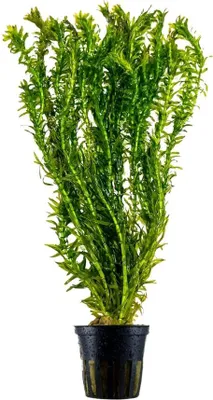 Produktbild von Aquariumpflanze Elodea canadensis Nr.312 Wasserpflanze AquaOne Wasserpest Deko