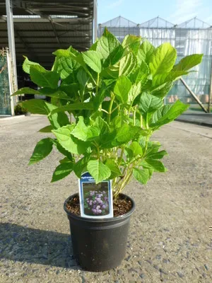 Obrázek produktu pro Hydrangea macr. 'Nikko Blue' - Hortenzie 25- 30 cm Kontejner