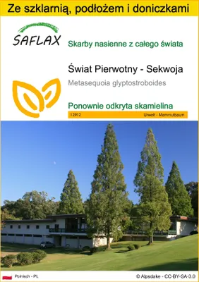 Zdjęcie produktu dla SAFLAX - Zestaw do uprawy - Świat Pierwotny - Sekwoja - 60 Nasiona - Z mini szklarnią, podłożem uprawowym i 2 doniczkami - Metasequoia glyptostroboides