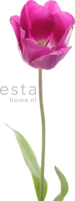 Immagine prodotto di ESTAhome fotomurale fiore rosa e verde 93 x 211.5 cm