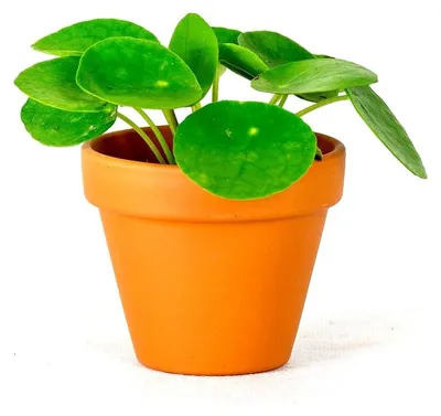 Produktbild von Gardneria-Pilea, *Pilea peperomioides*, Durchmesser 6 cm