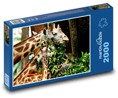 Produktbild von Puzzle 2000 Giraffen beim Füttern - martinpuzzle
