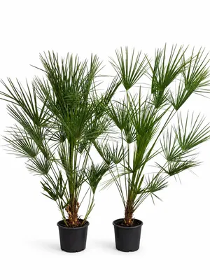 Produktbild von 2 Stück Zwergpalme 160–200 cm – Chamaerops humilis, winterharte Fächerpalme, mediterrane Garten- & Terrassenpflanze