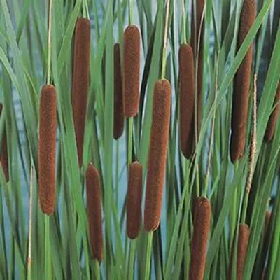 Productafbeelding van Moerings Typha Angustifolia | Kleine Lisdodde | In 9CM pot