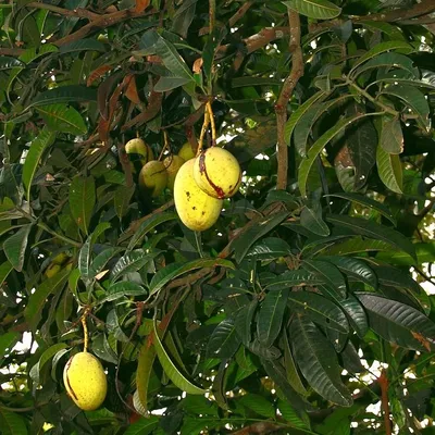 Imagen del producto de Stinkmango (Mangifera foetida) - 1 semilla