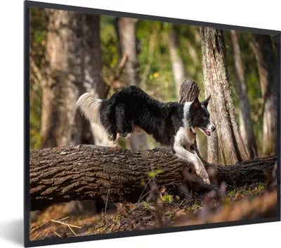 Produktbild von MuchoWow® Gerahmtes Poster Ein schwarzer und weißer Border Collie springt über einen Baumstamm 40x30 cm - Poster mit Schwarzem Bilderrahmen Wandposter Rahmen Foto Bilder - Kunstposter - Wanddekorationen