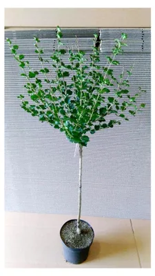 Produktbild von Duftflieder - Stämmchen, Syringa meyeri Palibin, 120-130 cm + Dünger