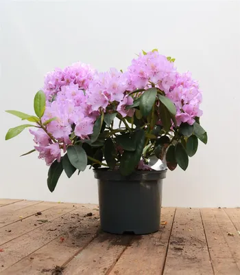 Produktbild von Rhododendron 'Catawbiense Grandiflorum', lila Blüten, 30–40 cm