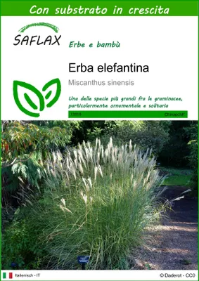 Immagine prodotto di SAFLAX  - Erba elefantina - 200 semi - Con substrato - Miscanthus