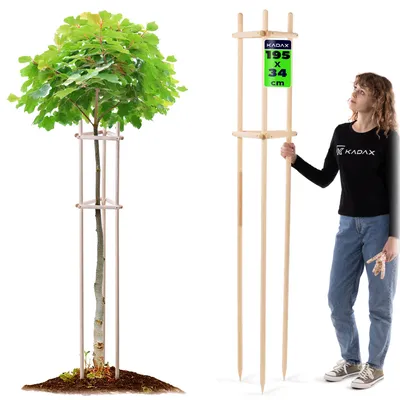 Produktbild von KADAX Baumstütze 195 cm aus robustem Holz, Baumpfahl zur sicheren Fixierung junger Bäume & Sträucher, dreibeinige Pflanzenstütze aus Buchenholz für Garten (Natur)