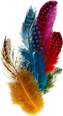 Image de Plumes de pintade, assortiment, couleurs assorties, 3 g
