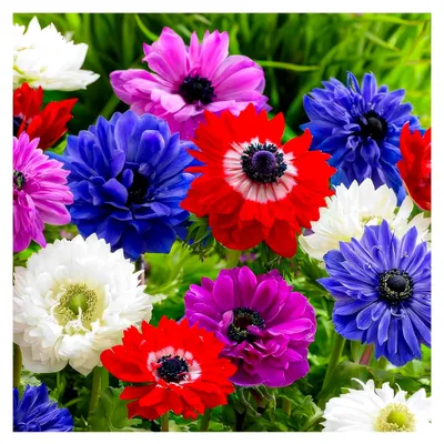 Produktbild von Winterharte Anemonen-Zwiebeln St. Brigid - 50 Anemone Mix - Mehrjährige Blumenzwiebeln - Echte Pflanzen aus Holland - Für Töpfe, Balkone und Garten
