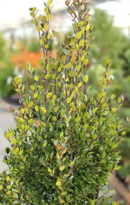 Produktbild von Stechpalme Ilex Meserveae Heckenblau 60 - 80 cm immergrün winterhart