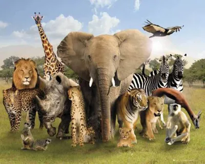 Produktbild von Wild World - Mini-Poster - Group
