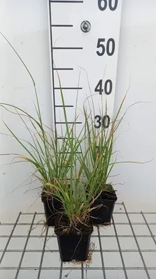 Obrázek produktu pro 6 x Muhlenbergia rigens - Trubkovitá tráva - květináč 9 x 9 cm