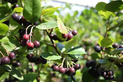 Produktbild von Pflanzenfreihaus Beerensträucher / Apfelbeeren Apfelbeere "Nero", 100-120 cm / Container 3,5