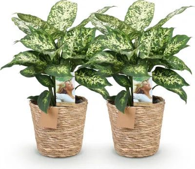 Immagine prodotto di Dieffenbachia Compacta: 2 piante da appartamento di facile manutenzione in un
