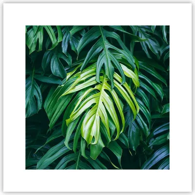 Produktbild von Poster - Poster ohne Rahmen - Blume Natur - 30x30 cm - Wand Bild - Wanddeko - Wandbilder - Kunstposter - Wandposter - Bilder - Kunstdruck - Wanddekoration - Wandbild - P2XAC30x30-3951