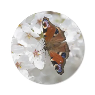 Produktbild von MuchoWow® Mauspad Mousepad Tagpfauenauge Schmetterling auf Kirschblüte 40x40 cm - Mousepads - Maus Mat - Pad - Mausunterlage - Schreibtisch Accessoires