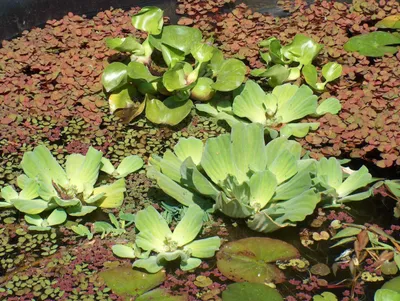 Produktbild von 5 lose Uferpflanzen, 2 große Schwimmpflanzen Teich