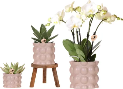 Produktbild von Pflanzenset Baumwolle Sand Grüne Pflanzen mit Weißer Phalaenopsis Orchidee Ghent 3