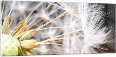 Produktbild von Bilder auf glas - Baby Sommer Pflanze - 120x50cm - Glasbilder - Wandbilder - Kunstdruck - zum Aufhängen bereit - Wanddekoration aus Glas - Glas Bilder - Wandbild auf Glas - Einteilig - GAB120x50-3630