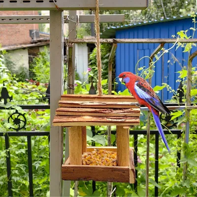 Produktbild von Vogelfutterspender Holz Handgefertigt Outdoor 17,8 cm