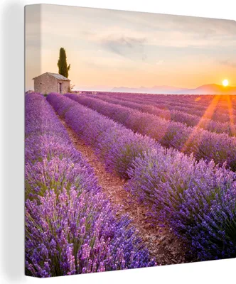 Produktbild von OneMillionCanvasses® - Leinwandbilder - Bild auf Leinwand Wandbild Leinwandbild Lavendel - Sonnenuntergang - Blumen - Lila, 90x90 cm, Kunstdruck Wandkunst Gemälde auf Holzrahmen - Malereien - Wandschmuckes