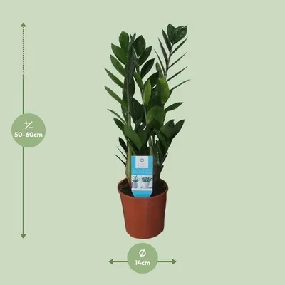 Immagine prodotto di Glücksfeder Zamioculcas Zamiifolia, pianta da appartamento di facile