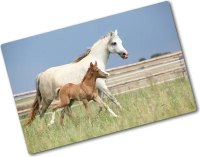Produktbild von Tulup Glas Herdabdeckplatte - 80x52 cm - Glaskeramikkochfeld-Abdeckung Spritzschutz Glasabdeckplatte - Einteilig - Tiere - Stute mit Fohlen - Beige