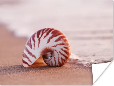 Produktbild von MuchoWow® Poster Muschel - Strand - Meer - Sand 120x90 cm - Wandbild