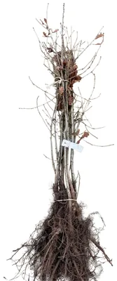 Obrázok produktu pre 10 kusov mispule (Mespilus germanica) | výška 40-60 cm, bez koreňového balu