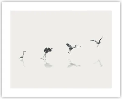 Produktbild von Poster - Poster ohne Rahmen - Flug Vogel Reiher - 50x40 cm - Wand Bild - Wanddeko - Wandbilder - Kunstposter - Wandposter - Bilder - Kunstdruck - Wanddekoration - Wandbild - P2XAA50x40-5096