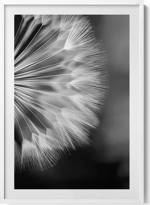 Produktbild von Schwarz-weiße Nahaufnahme einer Schmeißfliege– Wandbild mit Rahmen – Gerahmtes Bild  – Wanddekoration – 70x100 cm –  Weiß Rahmen