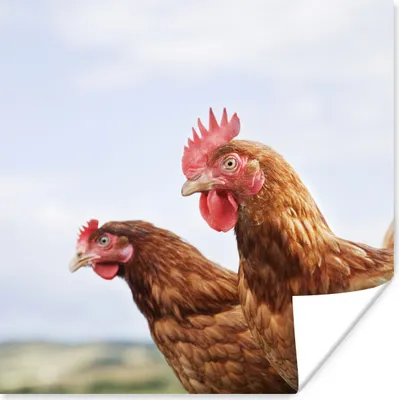 Produktbild von MuchoWow® Poster Nahaufnahme von zwei Hühnern 50x50 cm - Wohnzimmerdekoration