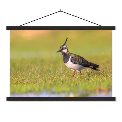 Produktbild von MuchoWow® Textilposter Vogel - Gras - Natur - Tiere - Kiebitz 60x40 cm mit schwarzem Rahmen - Hölzernes