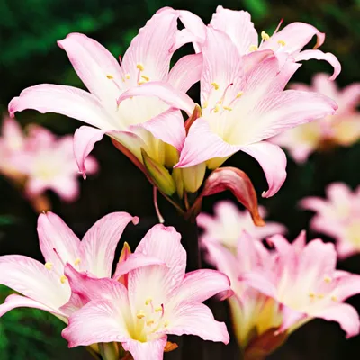 Produktbild von Amaryllis Hippeastrum duftend winterhart Gartenblume Amaryllis Belladonna 1 St.