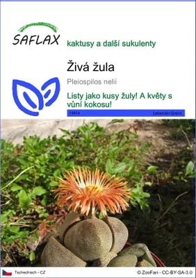 Obrázek produktu pro SAFLAX - živá žula - Pleiospilos nelii - 40 Semena