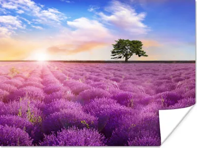 Produktbild von MuchoWow® Poster Lavendel - Baum - Sonnenuntergang - Lila 40x30 cm - Plakate für die Wände - Poster Wohnzimmer