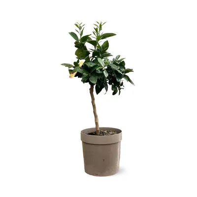 Image de Oranger sanguin - agrume méditerranéen - arbre fruitier - ↕ 75-85 cm - ⌀ 22 cm