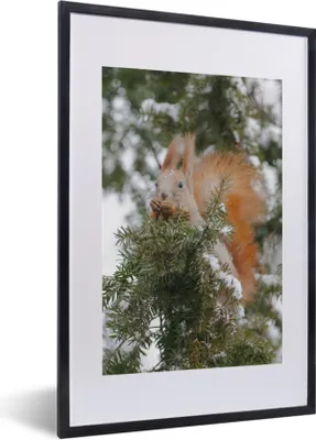 Produktbild von MuchoWow® MuchoWow® Gerahmtes Poster Eichhörnchen - Zweig - Kiefer - Schnee 40x60 cm - Poster mit zchwarzem Bilderrahmen - Poster in Rahmen
