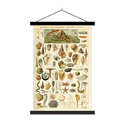 Produktbild von MuchoWow® Textilposter Muschel - Meerestiere - Meer 120x180 cm mit schwarzem Rahmen - Fotos