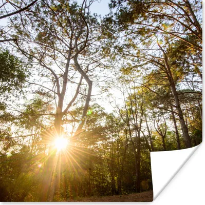 Produktbild von MuchoWow® Poster Die Sonne geht zwischen den Bäumen im Wald des Phu Hin Rong Kla-Nationalparks auf. 50x50 cm - Wohnzimmerdekoration