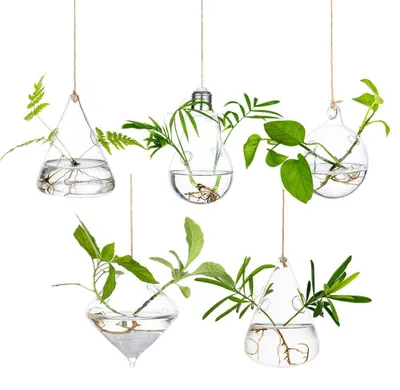 Produktbild von Glasseam Glas Hängen Pflanzgefäße Wasserpflanzenbehälter Terrarium – 5 Stück / Set