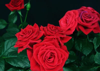 Produktbild von 3 D Ansichtskarte rote Rosen, Postkarte Wackelkarte Hologrammkarte Bild Blumen Rose