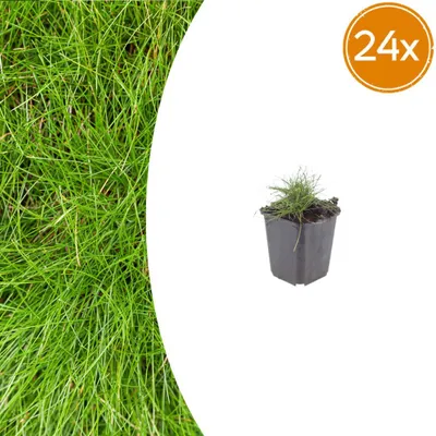 Produktbild von Festuca gautieri | 24 Stück - 10-25cm - Ø9cm - Gartenpflanze