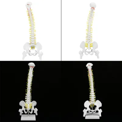 Zdjęcie produktu dla Model kręgosłupa, model ludzkiego kręgosłupa, model anatomiczny kręgosłupa, badanie modelu kręgosłupa, elastyczny model kręgosłupa